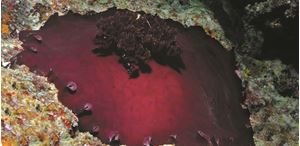 Изображение Королевство мягких кораллов