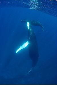 Изображение Раз кит, два кит
