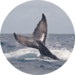 Раз кит, два кит. Аманда Смит 12 лет назад бросила офис – и вот сегодня она капитан яхты Turks & Caicos Aggressor II, подводный фотограф и счастливый человек.