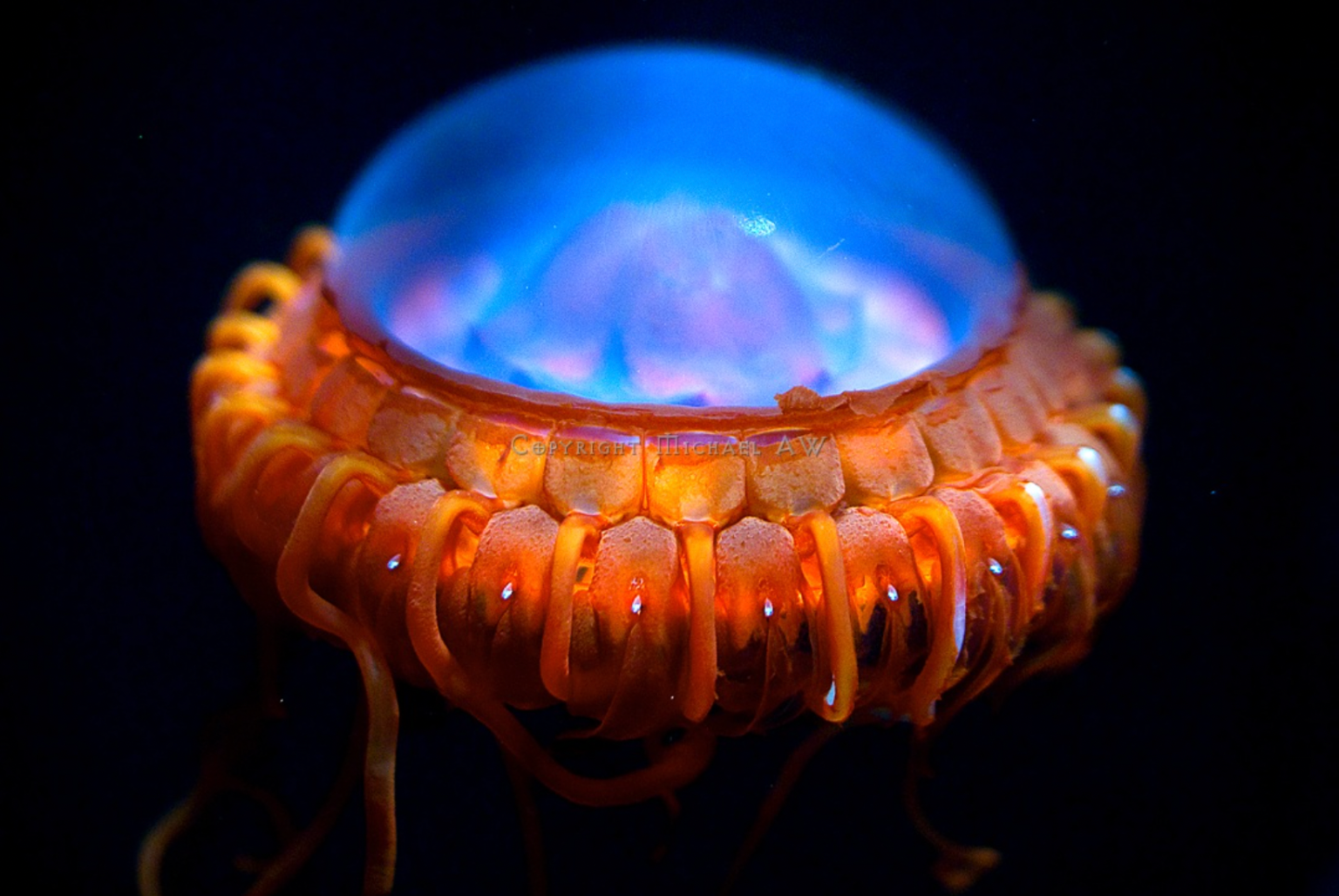 Морские похожие на. Atolla wyvillei. Медуза атолла (Atolla Jellyfish). Медуза атолла (Atolla vanhoeffeni). Медуза атолла биолюминесценция.