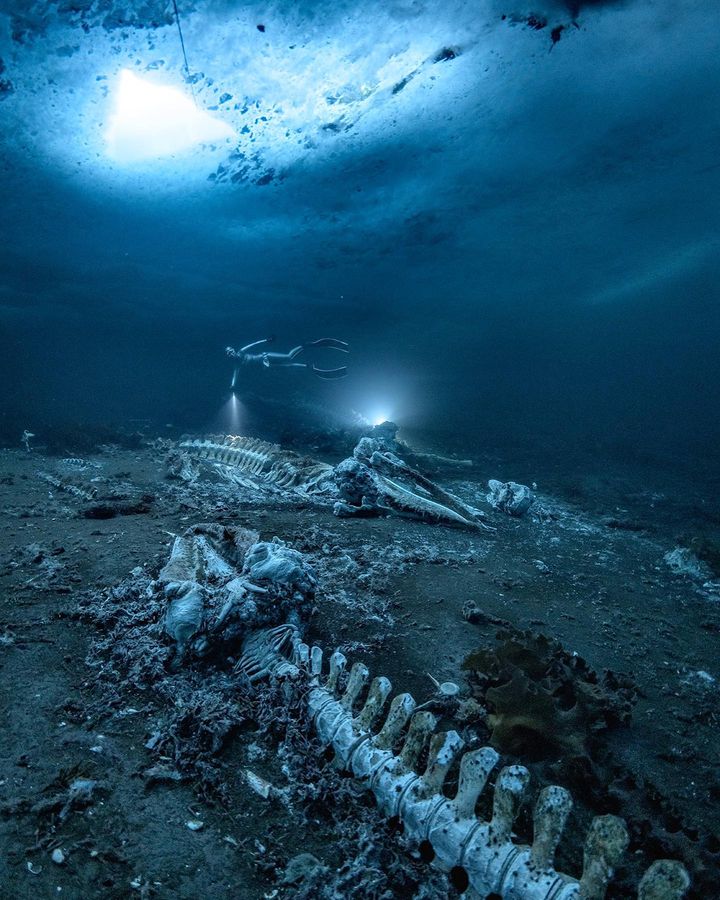 Подводная экспедиция. День океана. Завораживающие снимки с глубин океана монстры. Загадочные фото глубин.