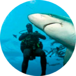 «Самые юга!»: Александр Кротков про африканских акул и не только для ПГ №6/2019
